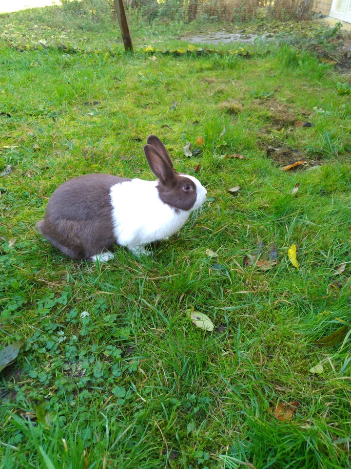 Kanin, Hollænder, 0 år