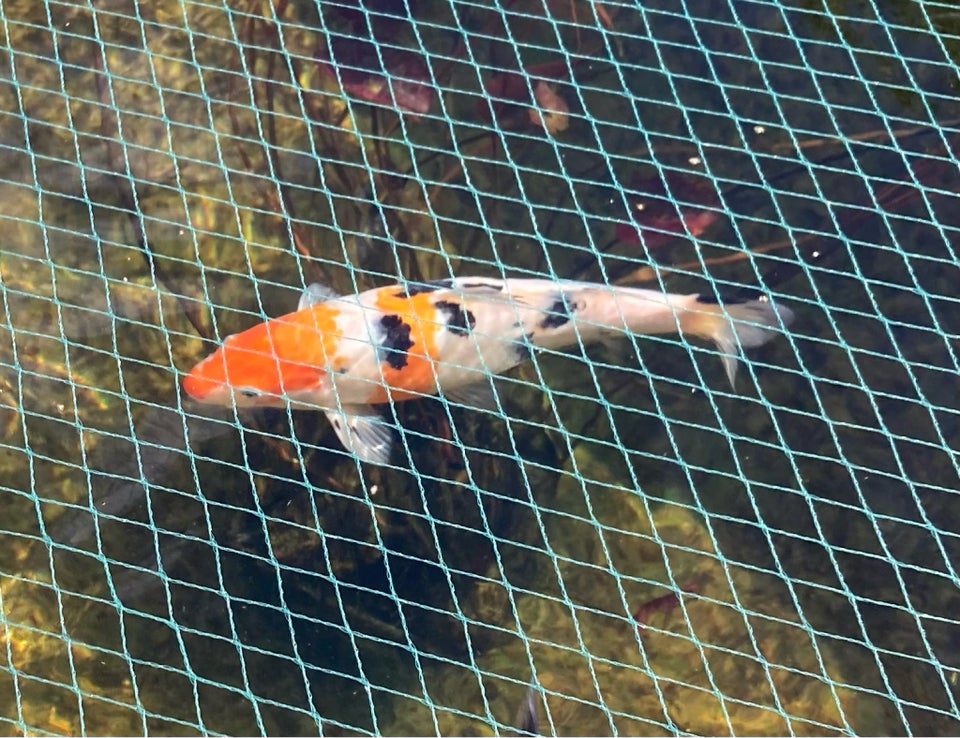 Koi karper