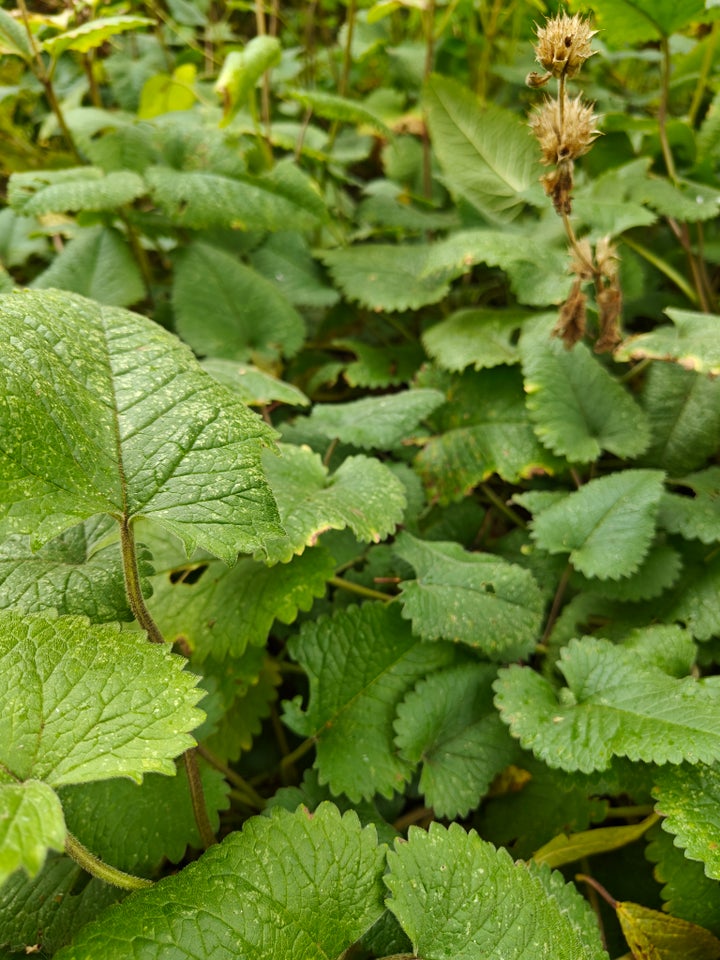 Staude Stor blomstret Brunelle