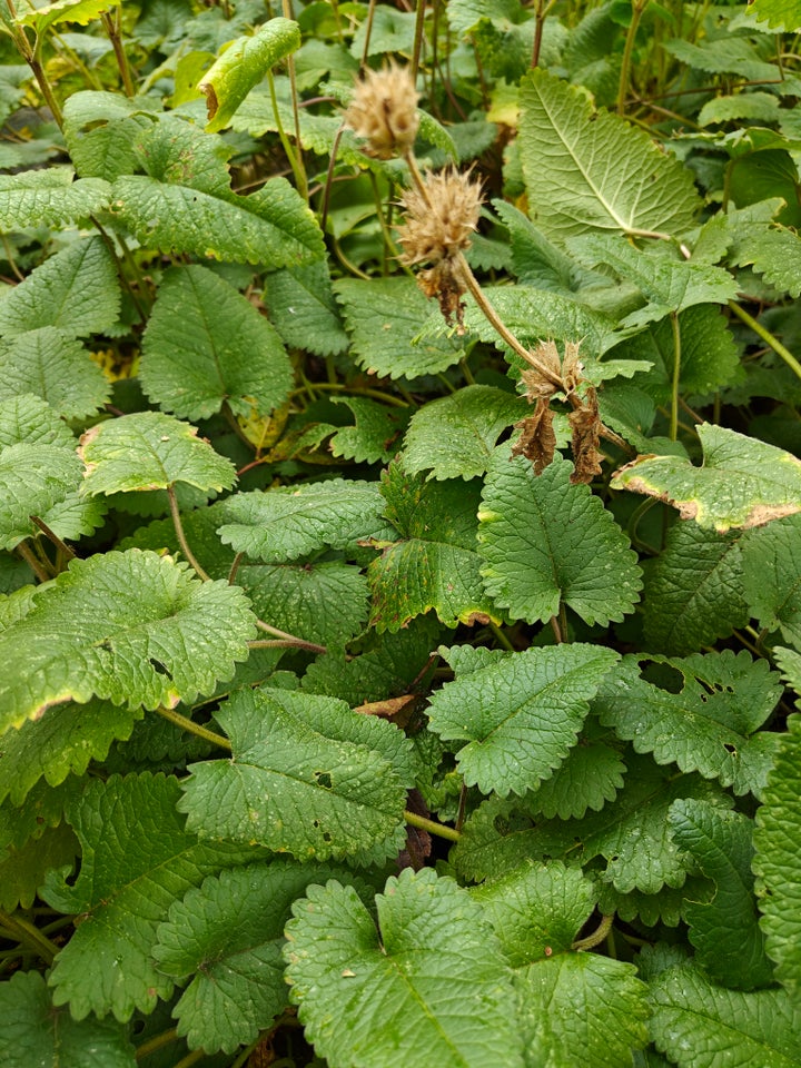 Staude Stor blomstret Brunelle