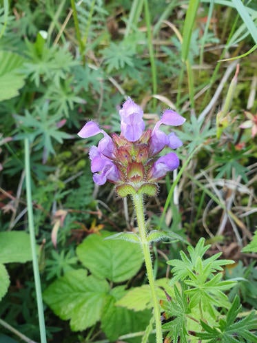 Staude Stor blomstret Brunelle