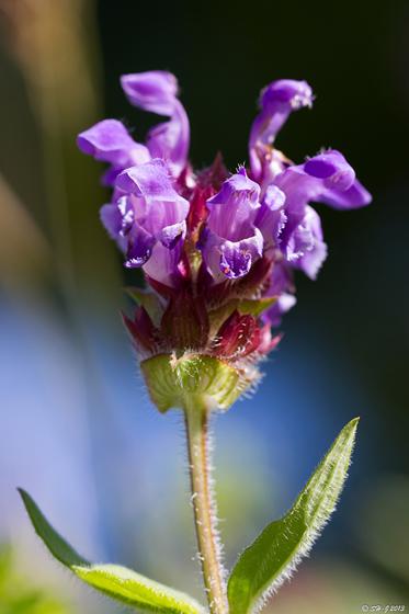 Staude Stor blomstret Brunelle