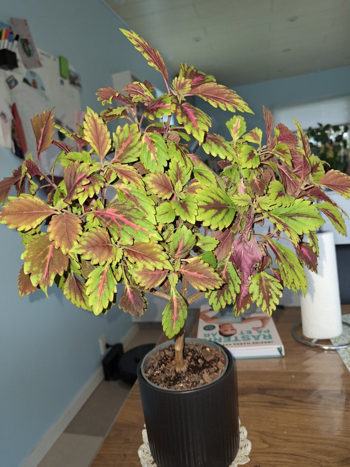 Stueplante, Coleus royalty