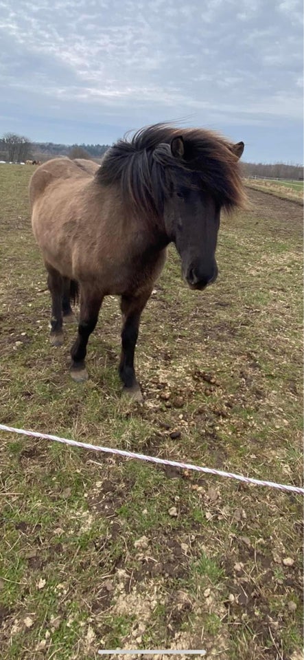 Islænder, hoppe, 4 år