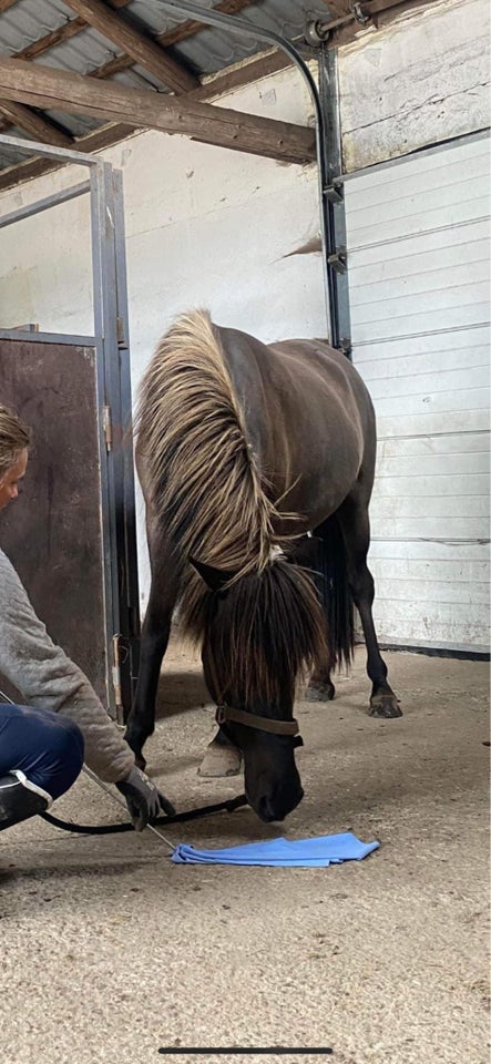 Islænder, hoppe, 4 år