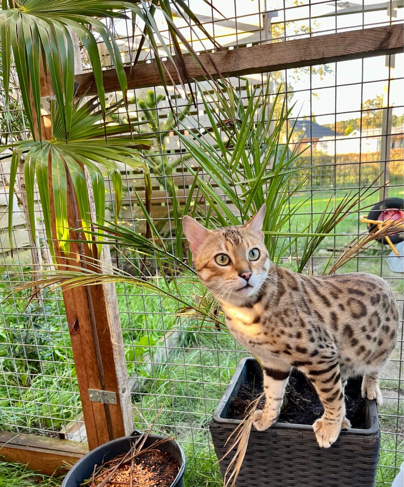 Bengal, hankilling, 3 uger