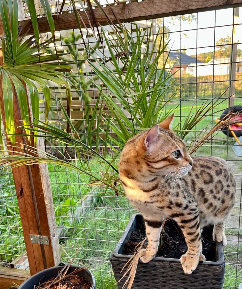 Bengal, hankilling, 3 uger