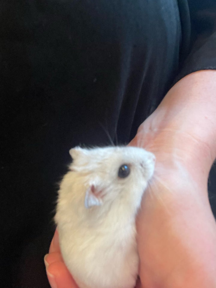 Hamster Dværghamster hvid 0 år