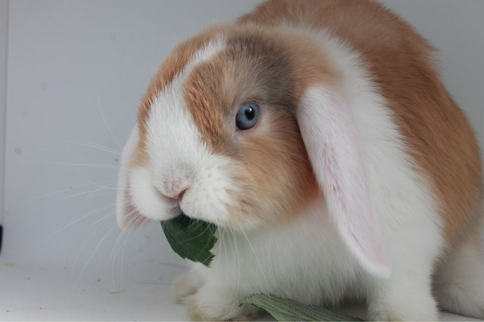 Kanin Dværgvædder/Mini lop 0 år