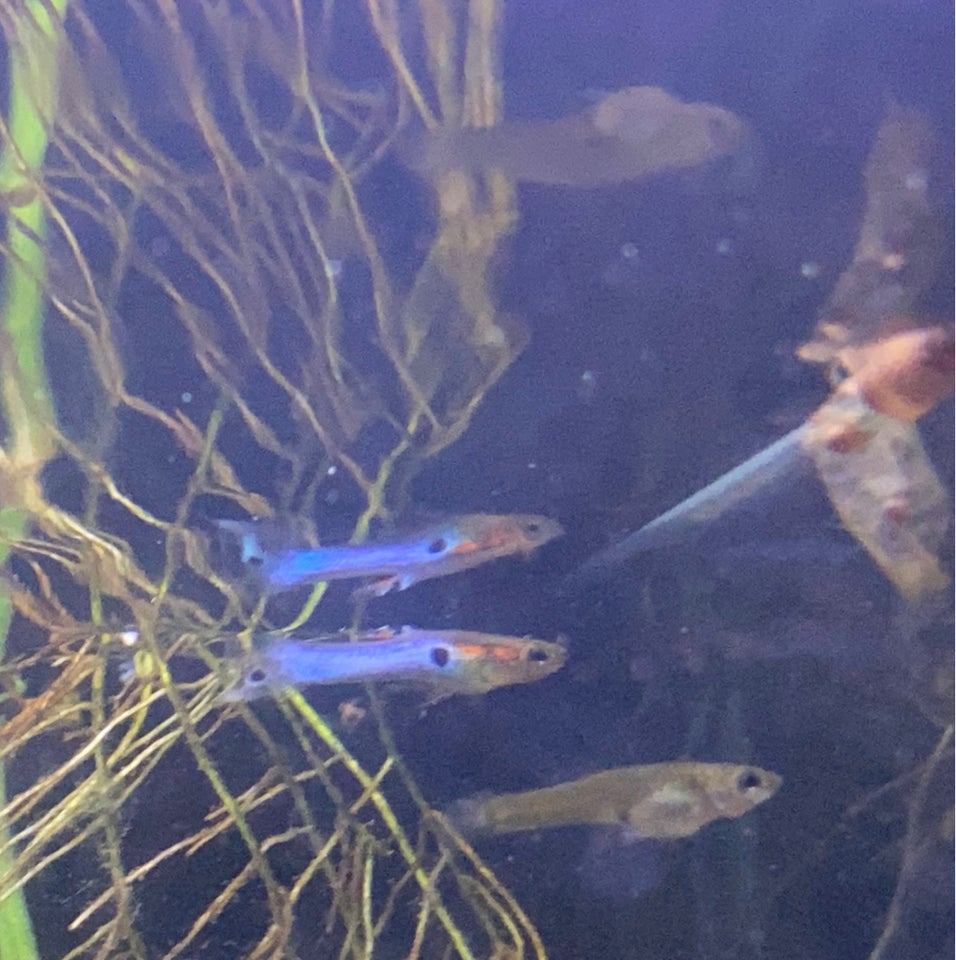 Endler guppy, 20 stk.