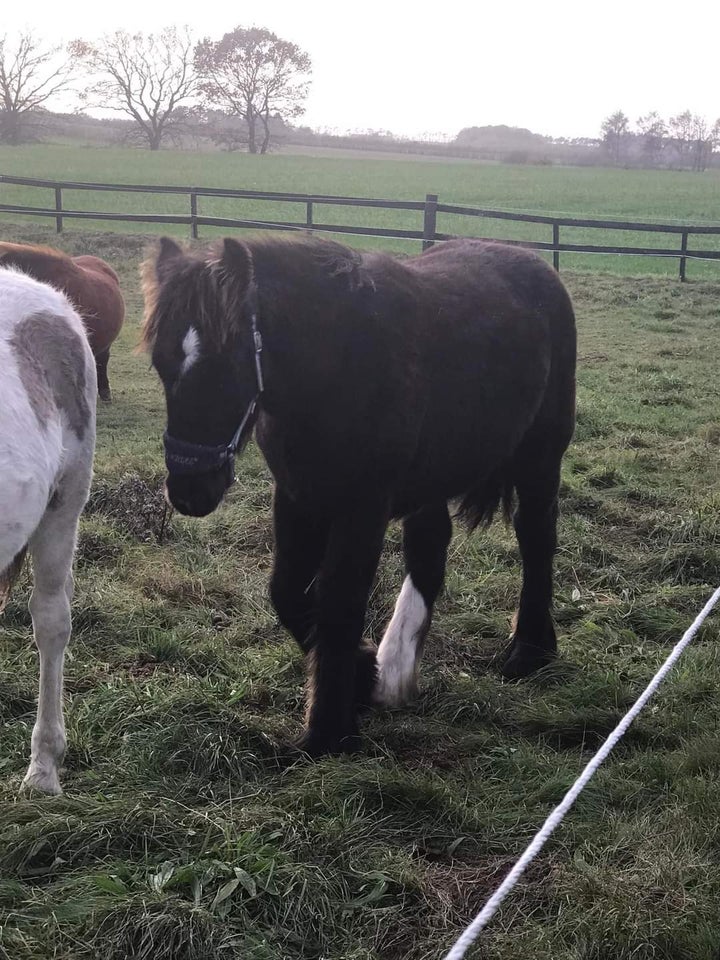 Irish Cob, hingst, 0 år