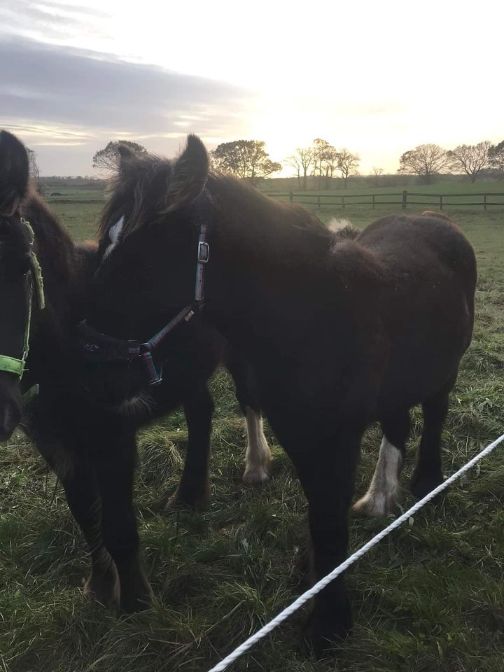 Irish Cob, hingst, 0 år