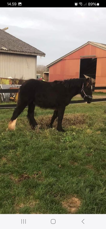 Irish Cob, hingst, 0 år