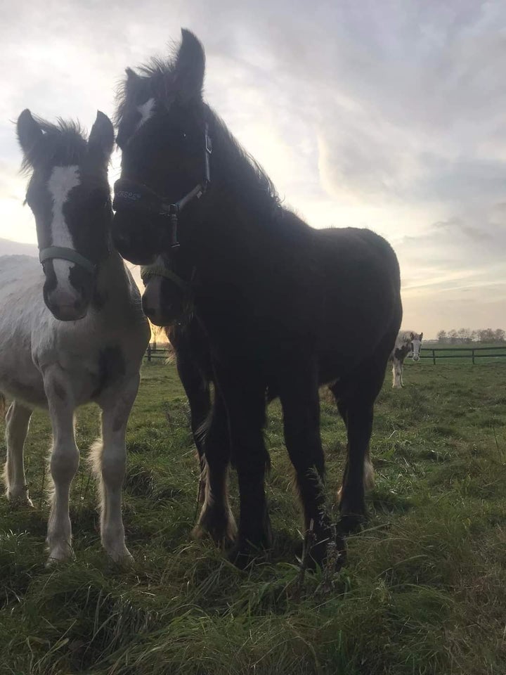 Irish Cob, hingst, 0 år