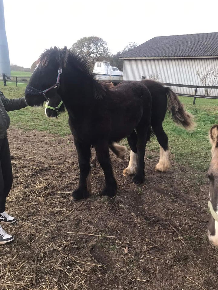 Irish Cob, hingst, 0 år