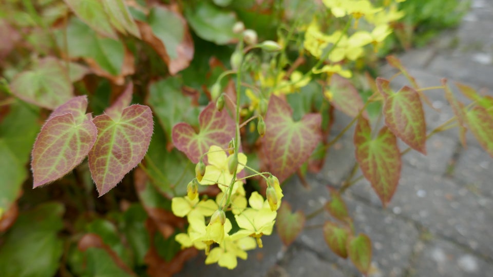 Bunddække - planter Bispehue