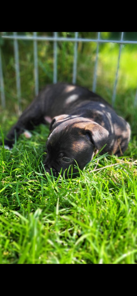 Staffordshire bull terrier tæve