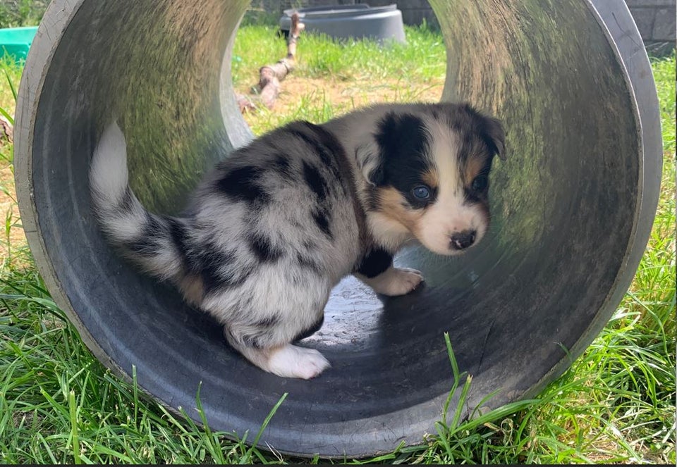 Racerene Australian Shepherd