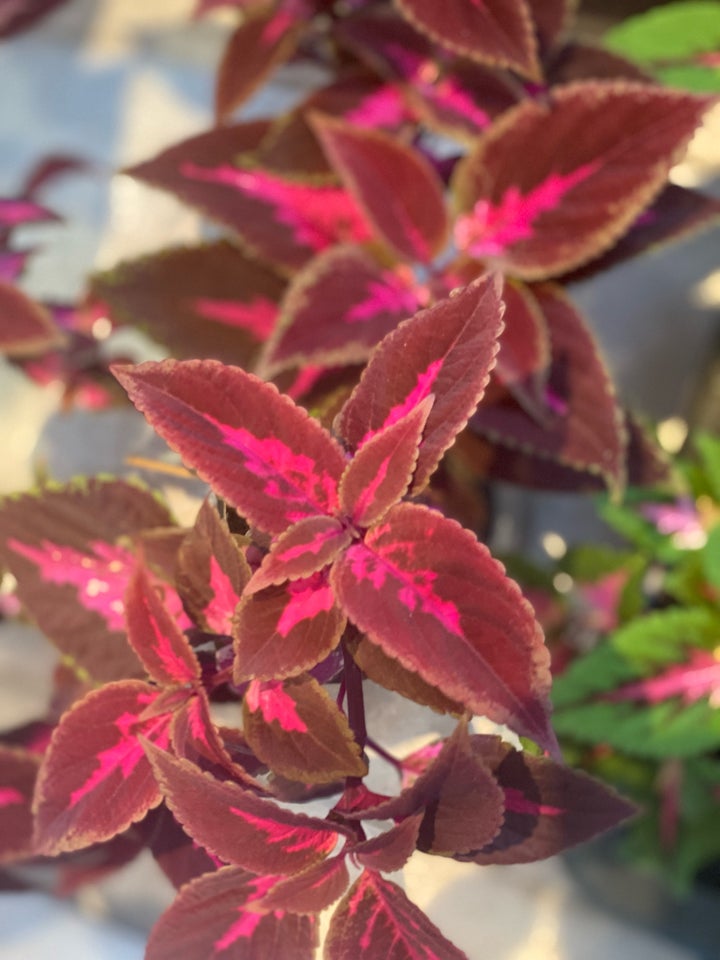 Paletblad Coleus Coleus