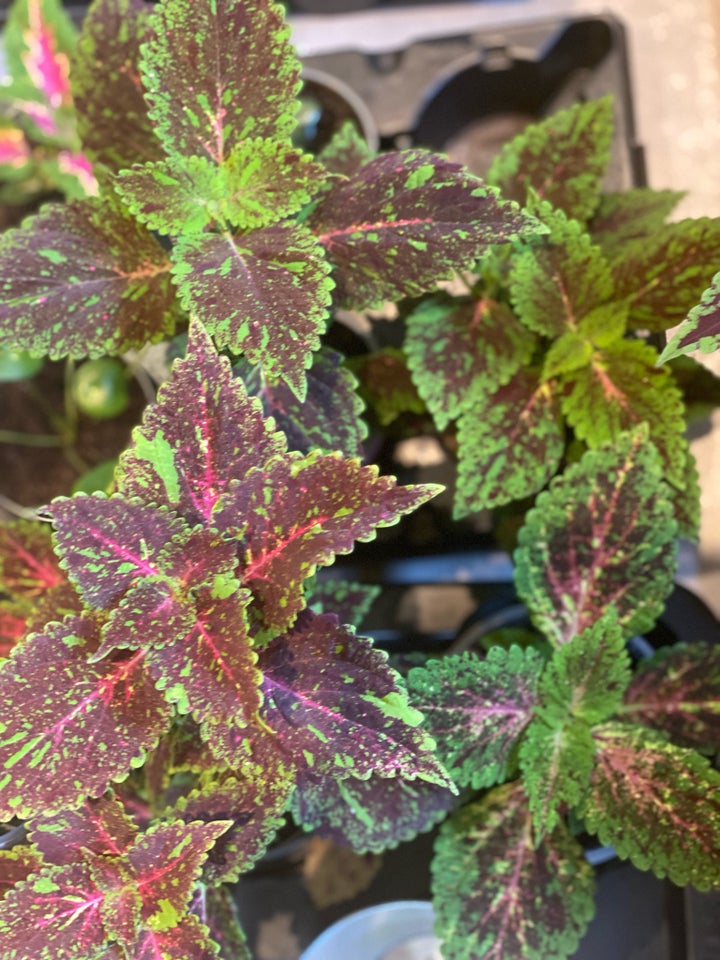 Paletblad Coleus Coleus