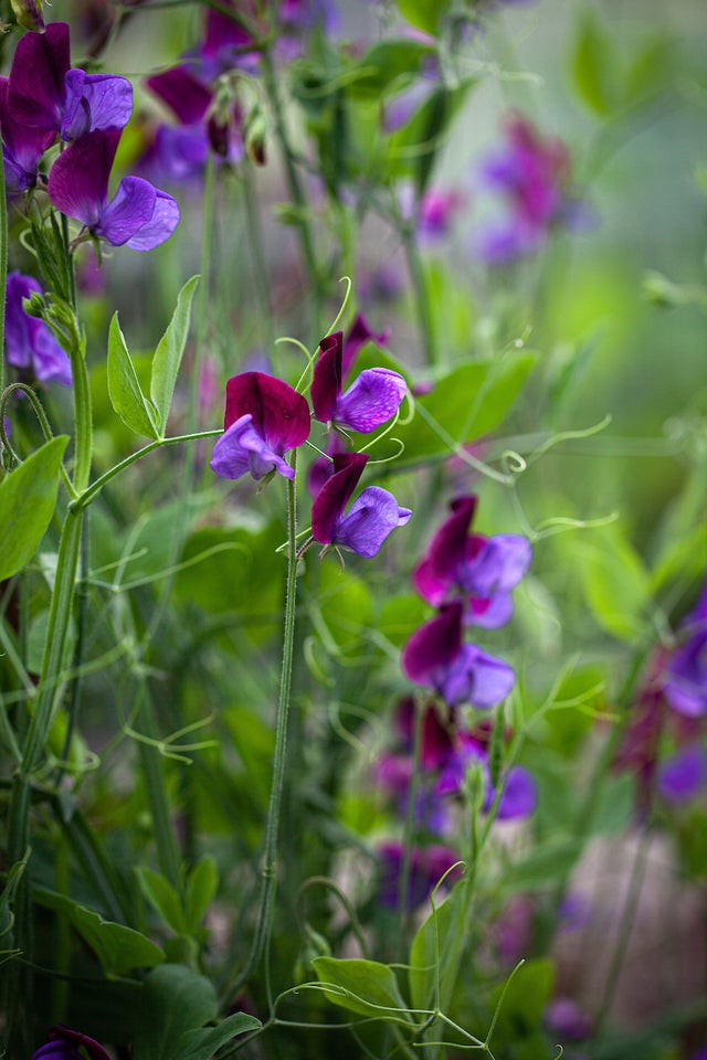 Frø, Ærteblomst "Matucana"