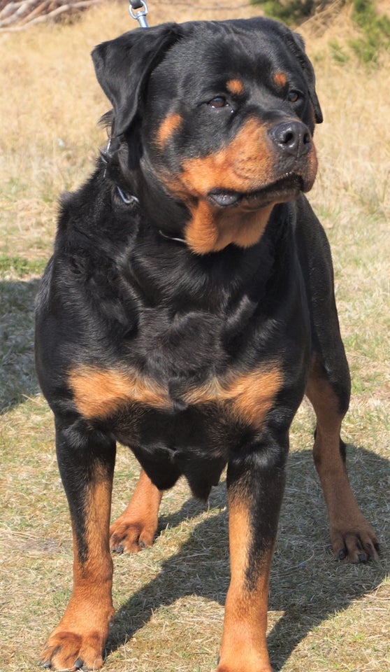 TOP ROTTWEILER HVALPE