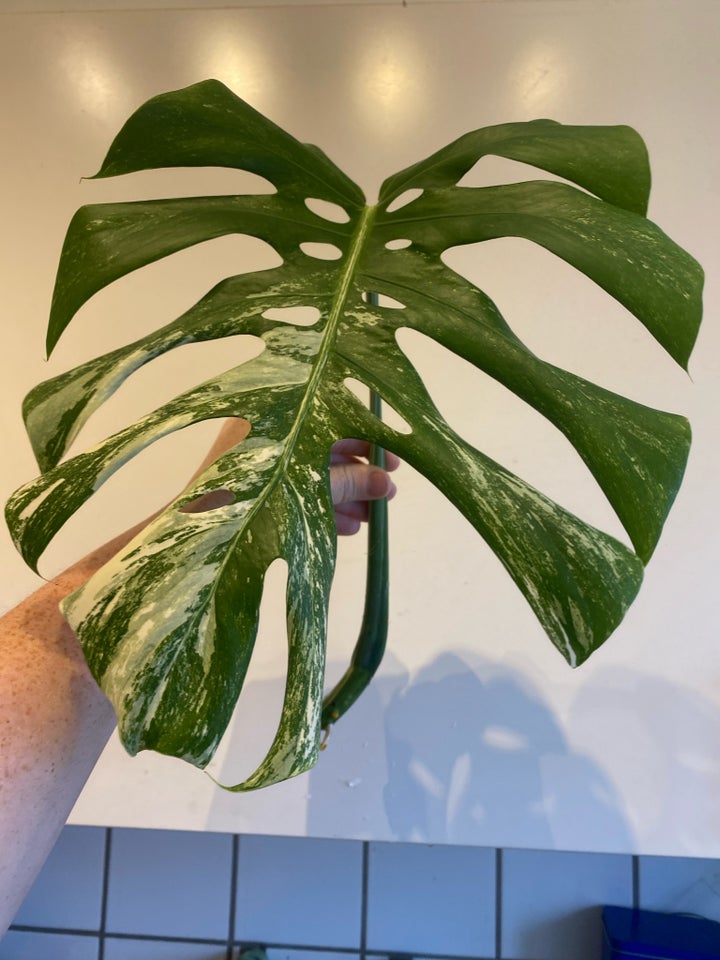 monstera albo variegata, topskud