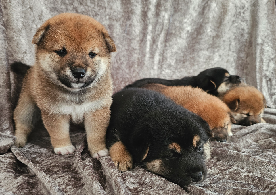 Shiba Inu, hvalpe, 4 uger