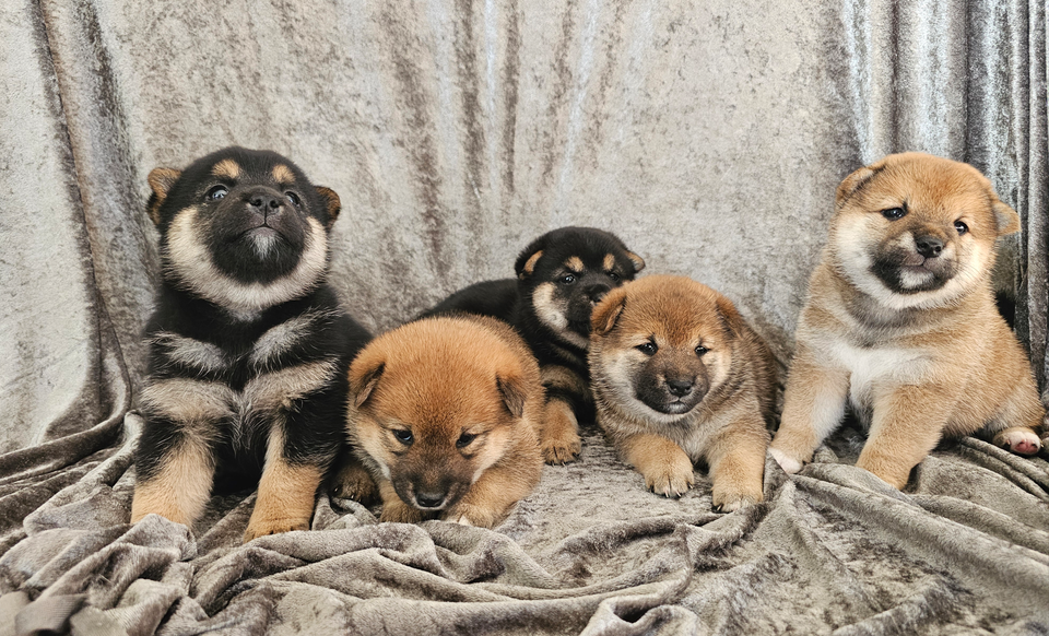 Shiba Inu, hvalpe, 4 uger