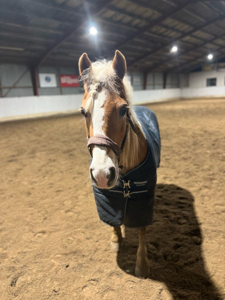 Irish Cob Crossbreed, hoppe, 18 år