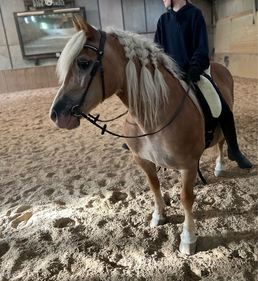 Irish Cob Crossbreed, hoppe, 18 år