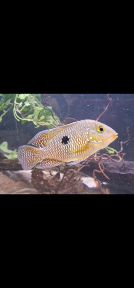 Geophagus Brasiliensis 3 stk