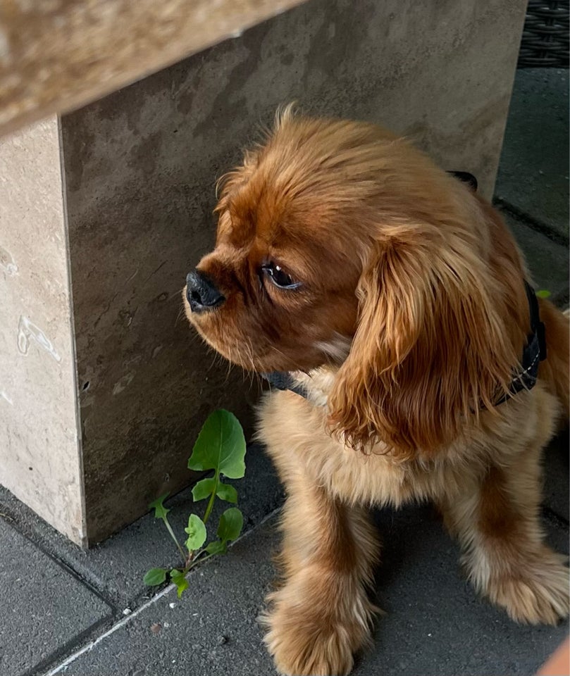 Cavalier king charles spaniel