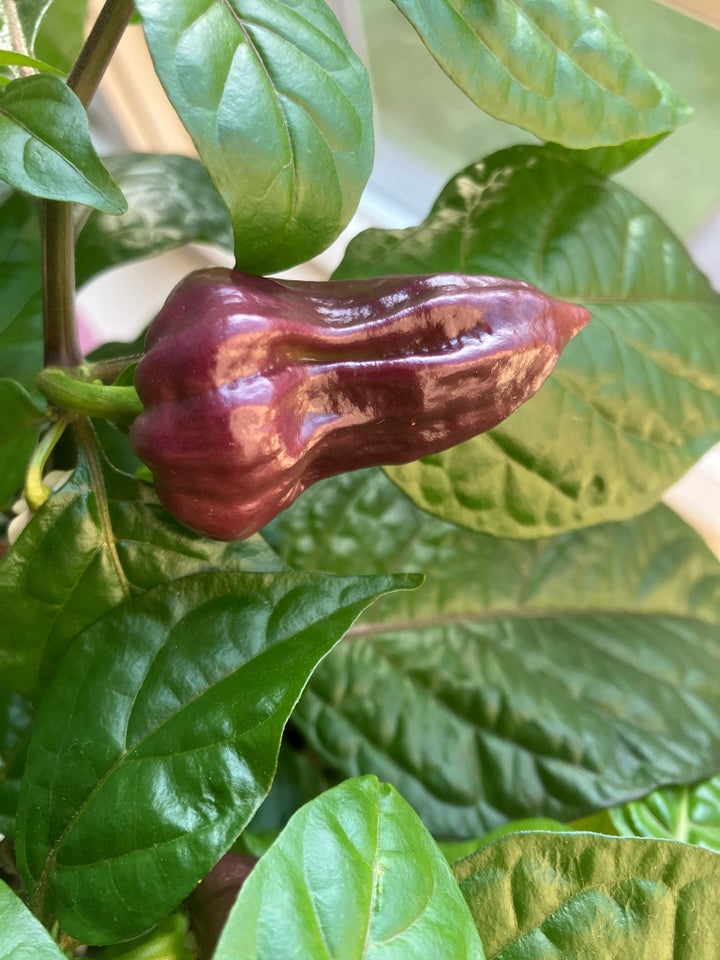 Bhut jolokia purple chili frø