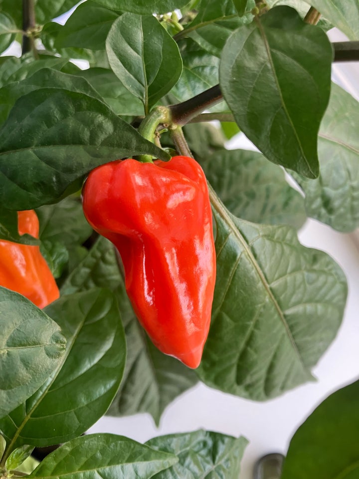 Bhut jolokia purple chili frø