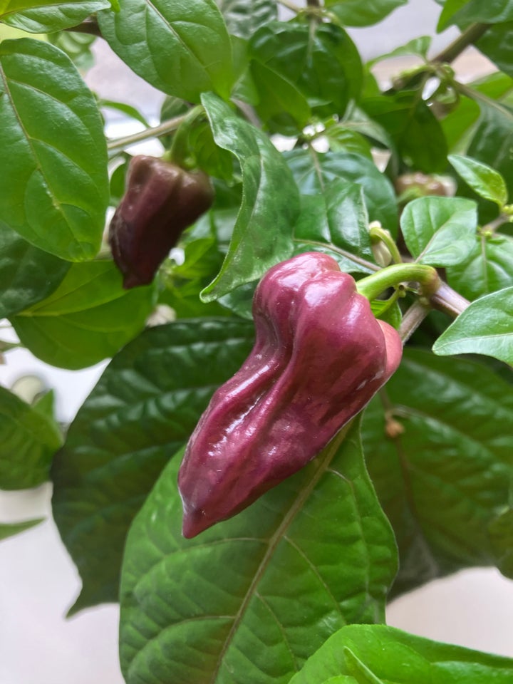 Bhut jolokia purple chili frø