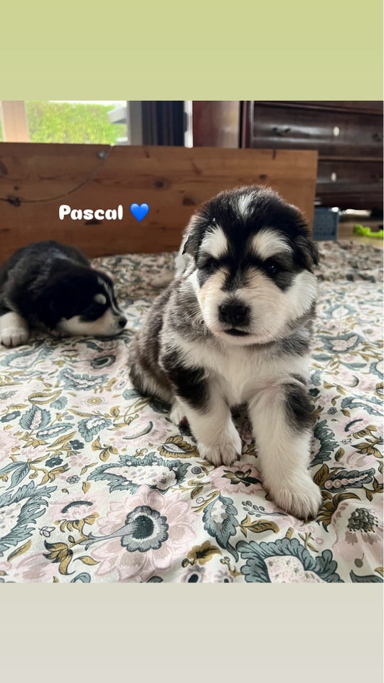 Husky/samojede/malamute,