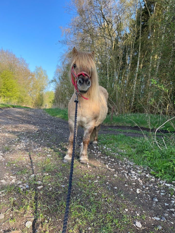 Shetlandspony vallak 11 år