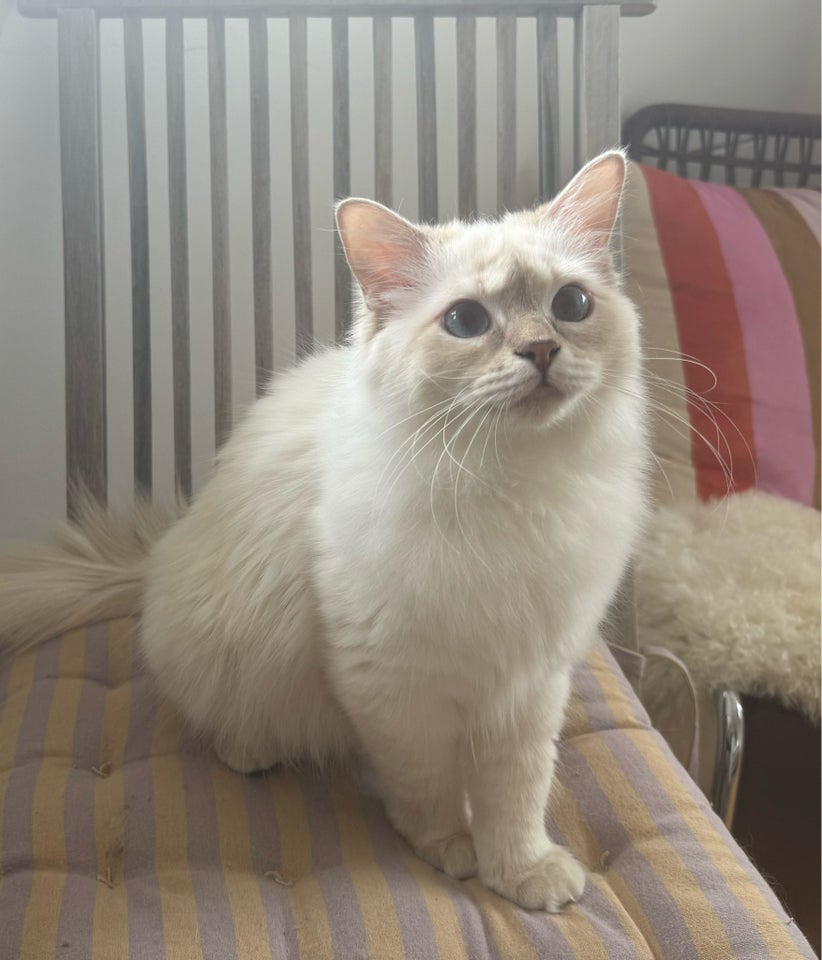 Ragdoll hunkat 12 mdr