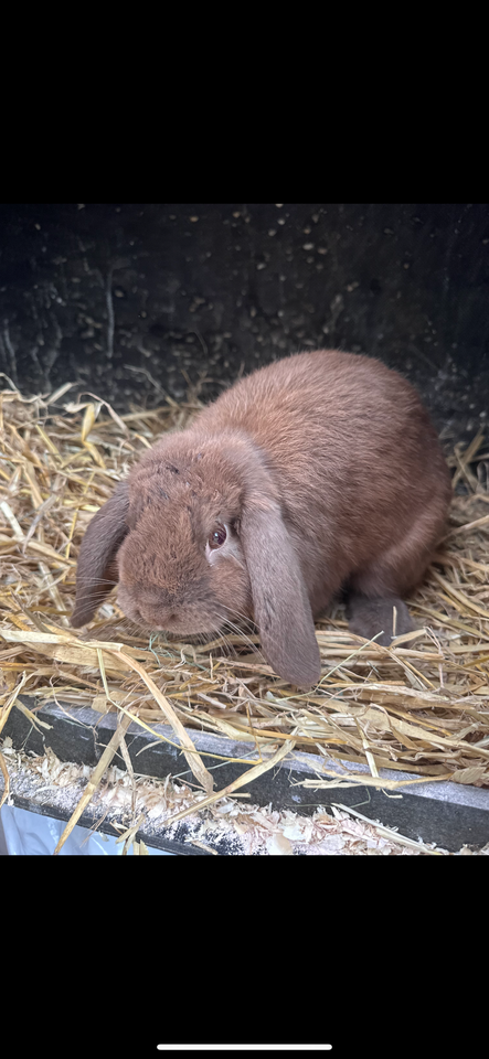 Kanin Mini Lop 0 år