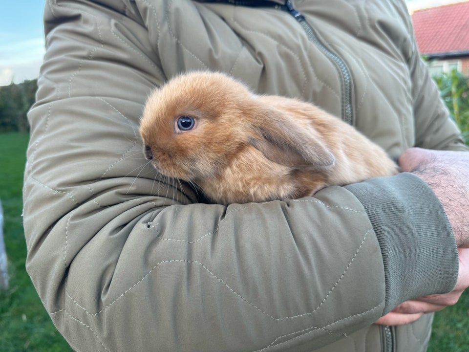 Kanin, Minilop, 0 år