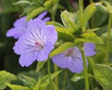 Geranium Nodosum , Storkenæb der