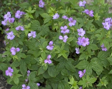 Geranium Nodosum , Storkenæb der