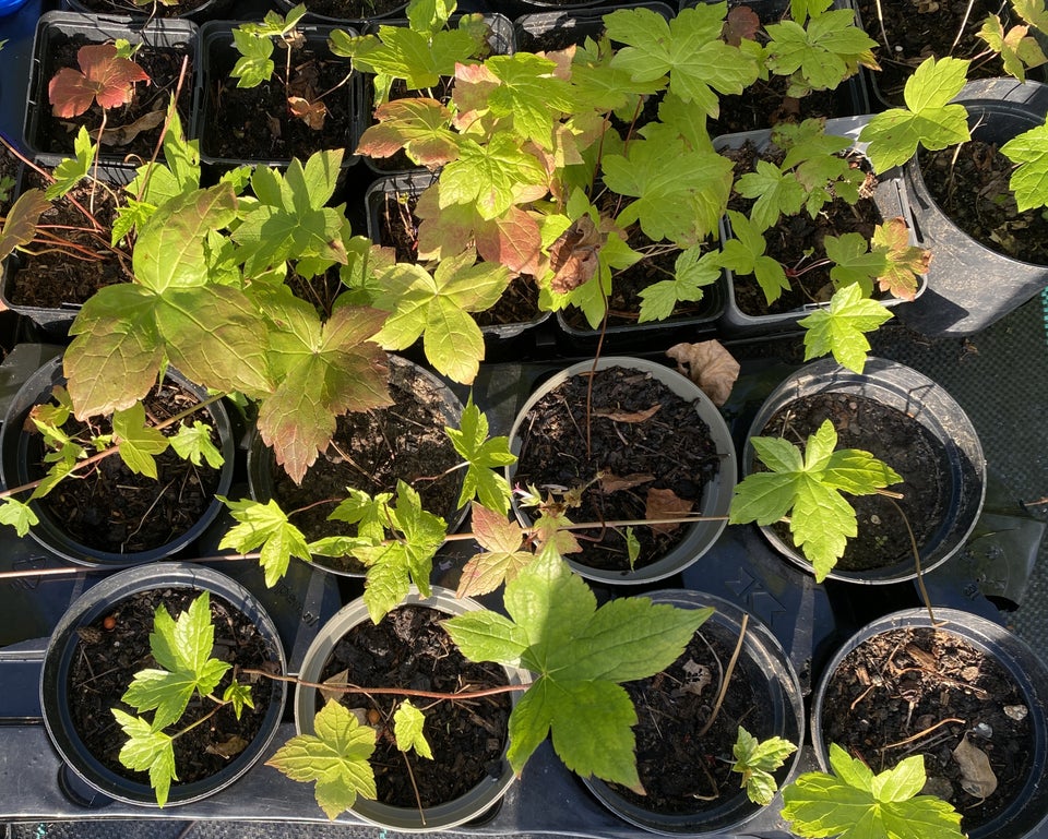 Geranium Nodosum , Storkenæb der