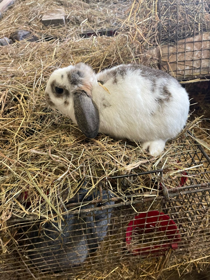 Kanin, Løvevædder krydsning , 0 år