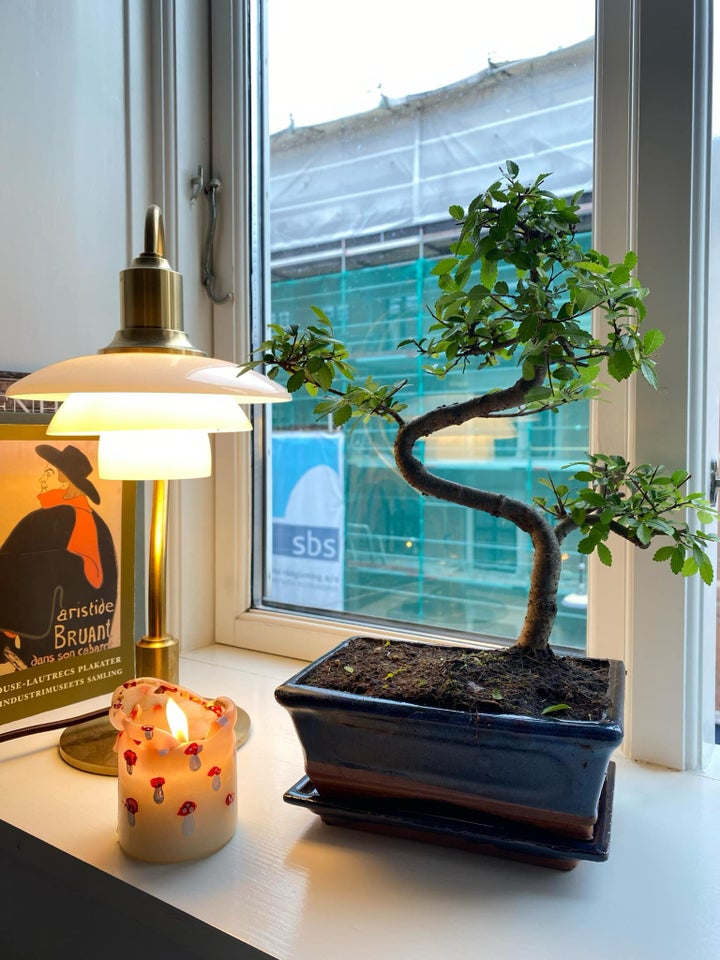 Bonsai