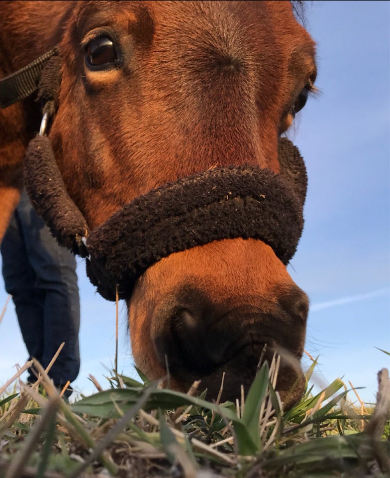 Shetlandspony, hoppe, 16 år