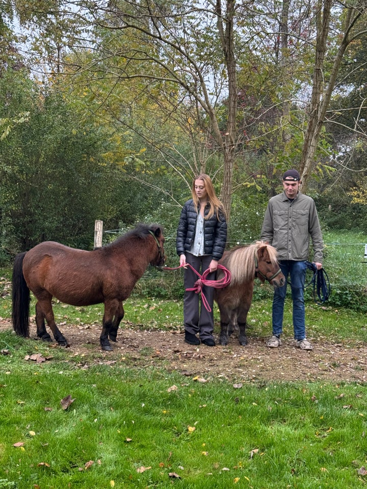 Shetlandspony, hoppe, 16 år