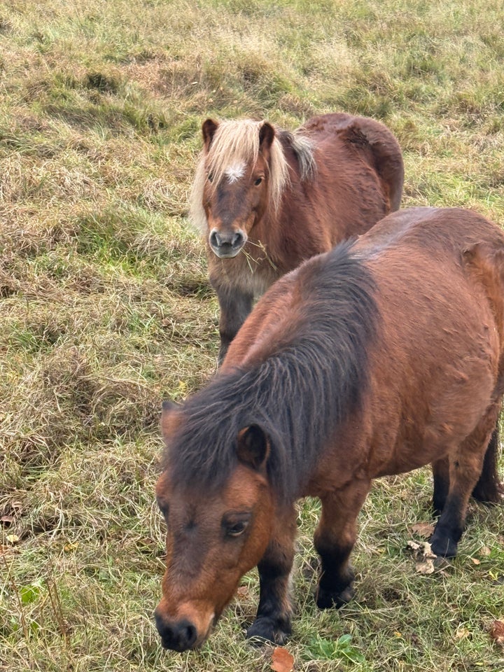 Shetlandspony, hoppe, 16 år