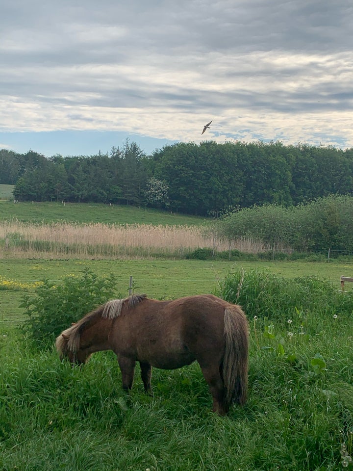 Shetlandspony, hoppe, 16 år